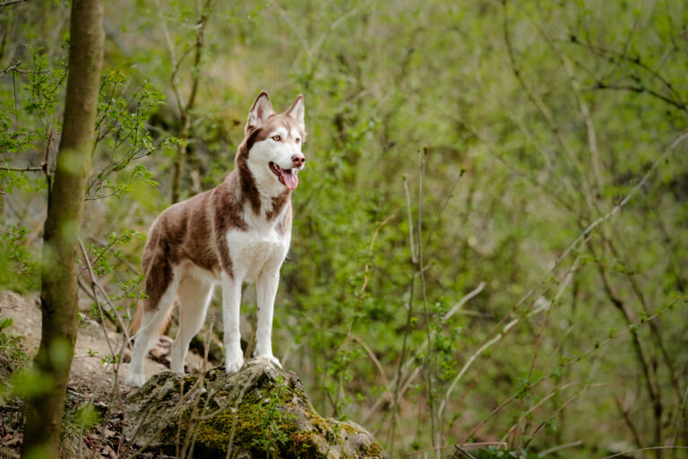 Jakie saszetki najlepiej sprawdzają się u psów o wrażliwym żołądku