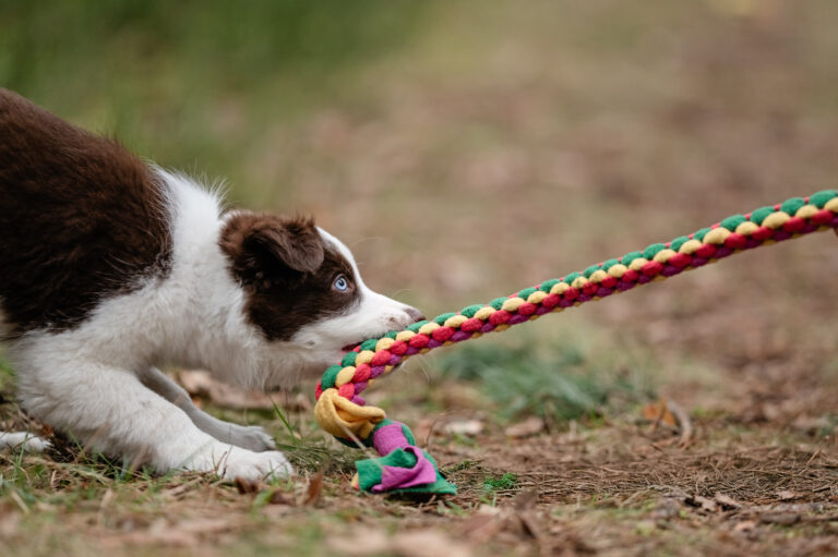 Czy smakołyki dla psa sprawdzą się jako forma nagrody podczas treningu?